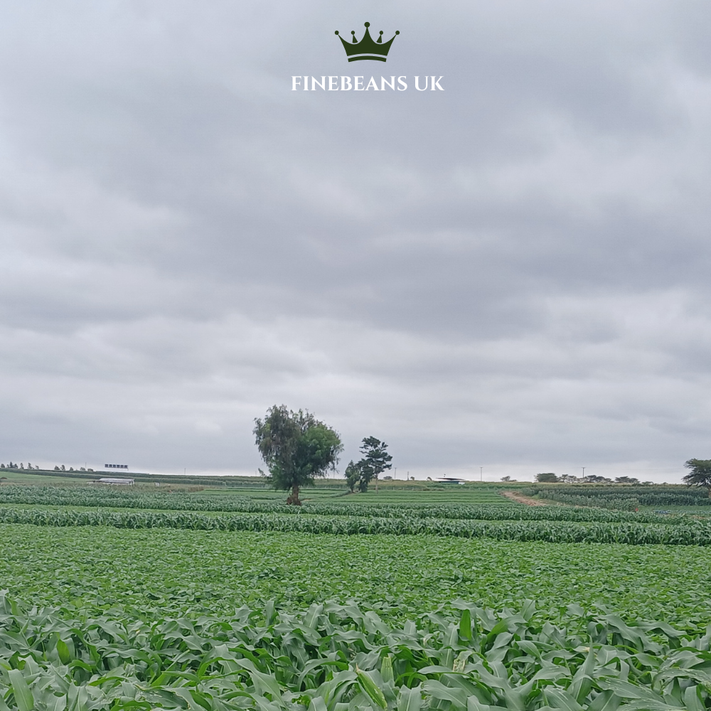 Kenyan Highland Farm